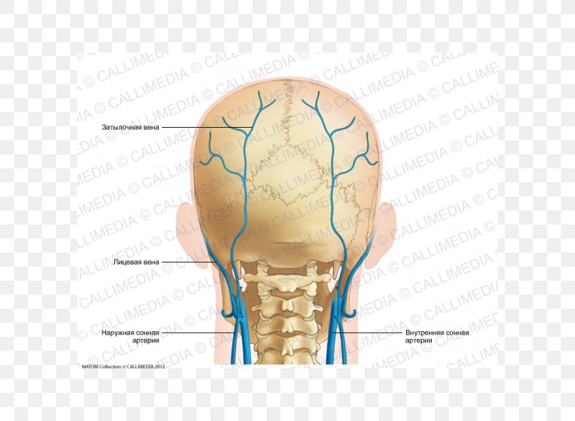 Nose Occipital Vein Anatomy Occipital Artery, PNG, 600x600px, Watercolor, Cartoon, Flower, Frame, Heart Download Free