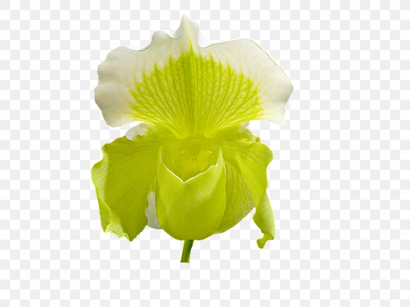 Petal Flower Slipper Orchids, PNG, 1280x960px, Petal, Flower, Flowering Plant, Gardening, Green Download Free