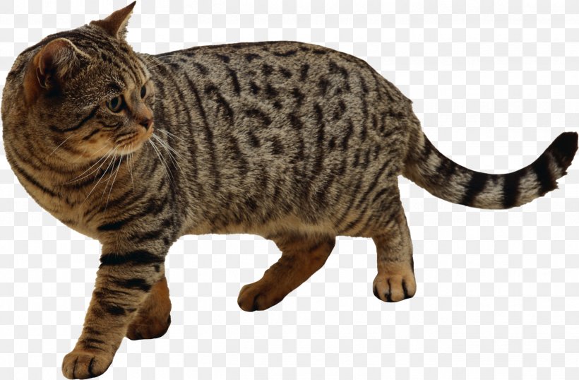 Cat Kitten, PNG, 2637x1733px, Cat, American Bobtail, American Shorthair, American Wirehair, Animal Figure Download Free