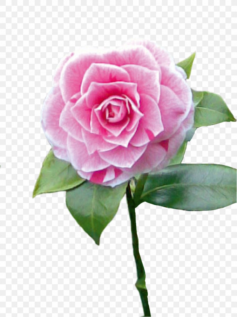 Garden Roses Cabbage Rose Floribunda Japanese Camellia Cut Flowers, PNG, 945x1260px, Garden Roses, Cabbage Rose, Camellia, Cut Flowers, Floribunda Download Free