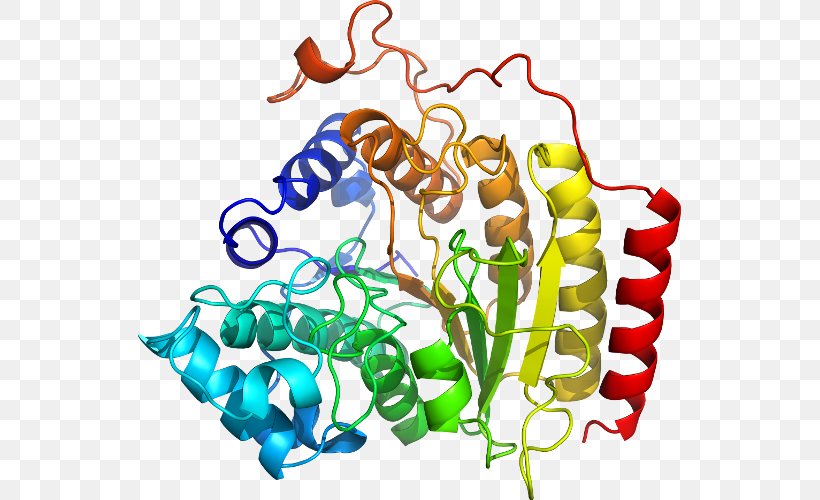 SLC3A2 CD98 Membrane Transport Protein Solute Carrier Family, PNG, 543x500px, Protein, Amino Acid, Antigen, Area, Artwork Download Free