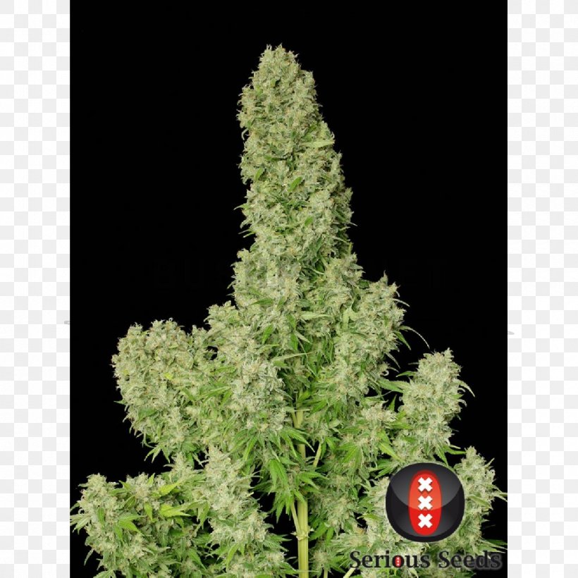 White Russian White Widow Seed Black Russian Cannabis, PNG, 1000x1000px, White Russian, Autoflowering Cannabis, Black Russian, Cannabis, Cannabis Cultivation Download Free