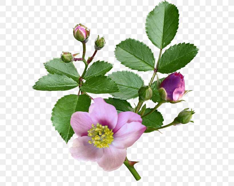 Dog-rose Clip Art, PNG, 600x654px, Dogrose, Blossom, Branch, Bud, Digital Image Download Free