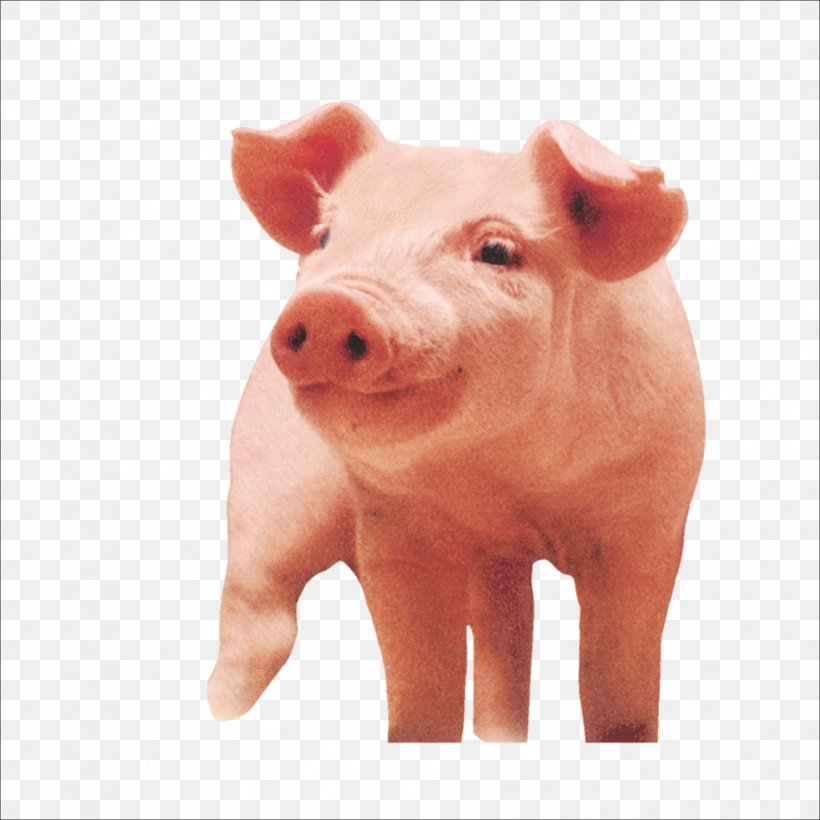 Porky Pig Download, PNG, 1773x1773px, Pig, Cattle Like Mammal, Designer, Domestic Pig, Gratis Download Free