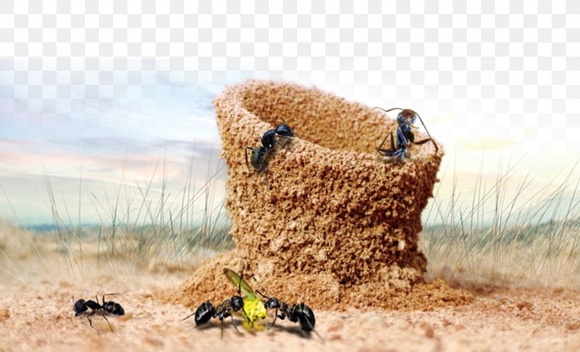 Ant Poster, PNG, 1575x957px, Ant, Business, Cooperation, Culture, Grass Family Download Free