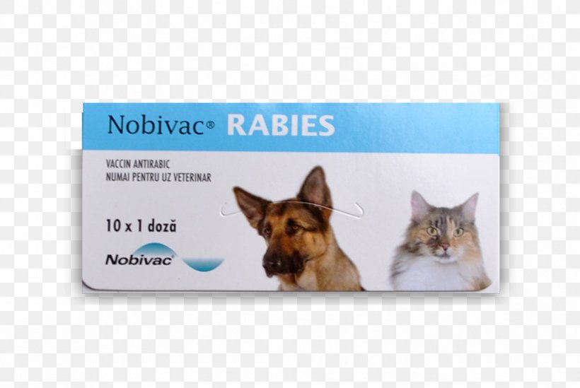 Dog Breed Cat Rabies Vaccine, PNG, 929x622px, Dog, Bovine Viral Diarrhea, Canine Distemper, Cat, Dog Breed Download Free