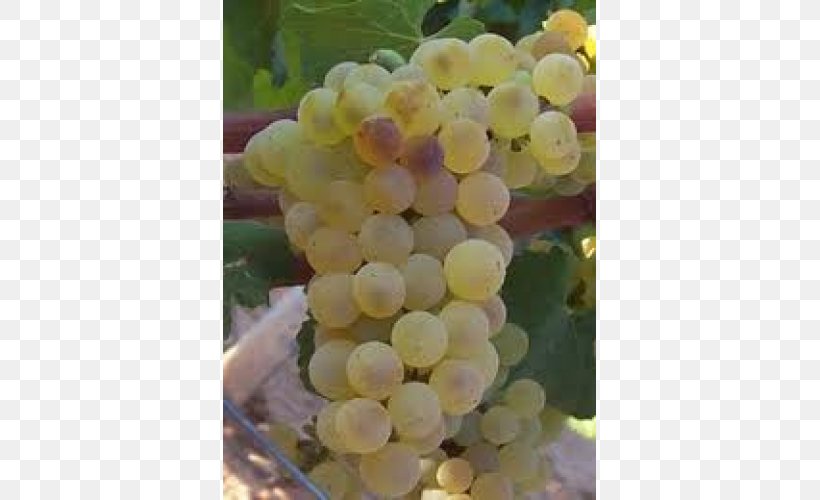 Sultana Grape Seed Extract Seedless Fruit Amazon Tree-grape, PNG, 500x500px, Sultana, Amazon Grape, Flowering Plant, Food, Fruit Download Free