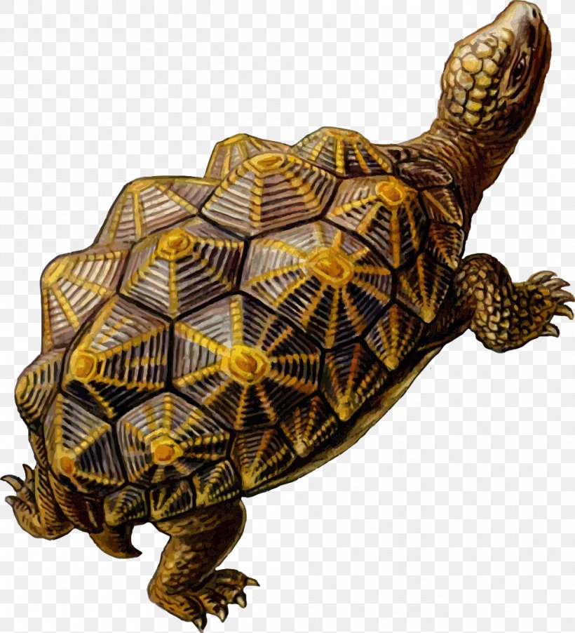 Turtle Archelon Prehistory Reptile Clip Art, PNG, 999x1100px, Turtle, Animal, Archelon, Box Turtle, Chelydridae Download Free