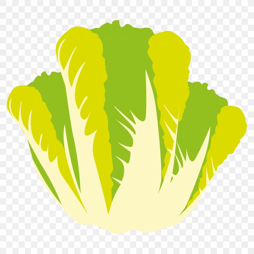 Vegetable Food Wrap Lettuce Clip Art, PNG, 1999x1999px, Vegetable, Broccoli, Cabbage, Commodity, Drawing Download Free
