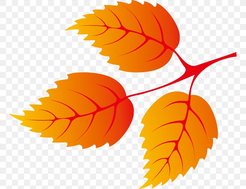 Leaf Autumn Euclidean Vector, PNG, 759x631px, Leaf, Autumn, Autumn Leaf Color, Deciduous, Designer Download Free