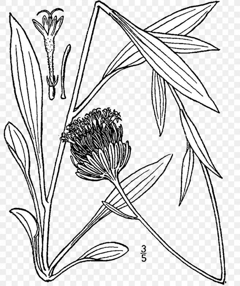 Marshallia Grandiflora Line Art Appalachia Floral Design, PNG, 1200x1432px, Line Art, Appalachia, Artwork, Black And White, Branch Download Free