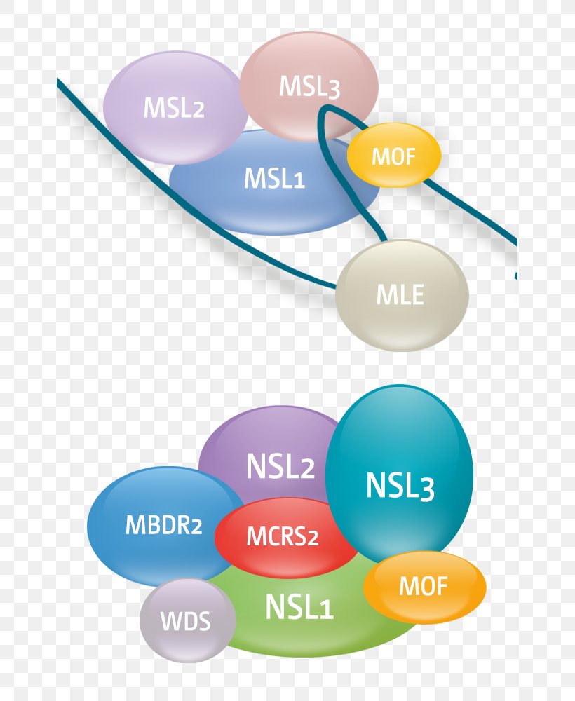 Max Planck Institute Of Immunobiology And Epigenetics Max Planck Society Histone Graphic Design, PNG, 657x1000px, Max Planck Society, Brand, Cell, Communication, Diagram Download Free