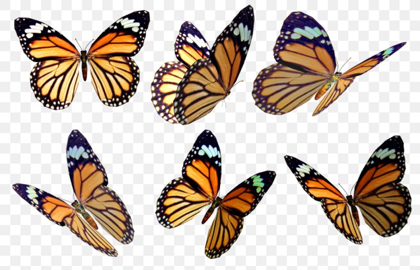 Monarch Butterfly Drawing Color Photography, PNG, 1024x660px, Watercolor, Cartoon, Flower, Frame, Heart Download Free