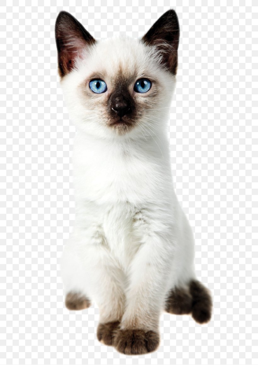 Siamese Cat Thai Cat Kitten Balinese Cat Ragdoll, PNG, 550x1161px, Siamese Cat, Asian, Balinese, Balinese Cat, Birman Download Free