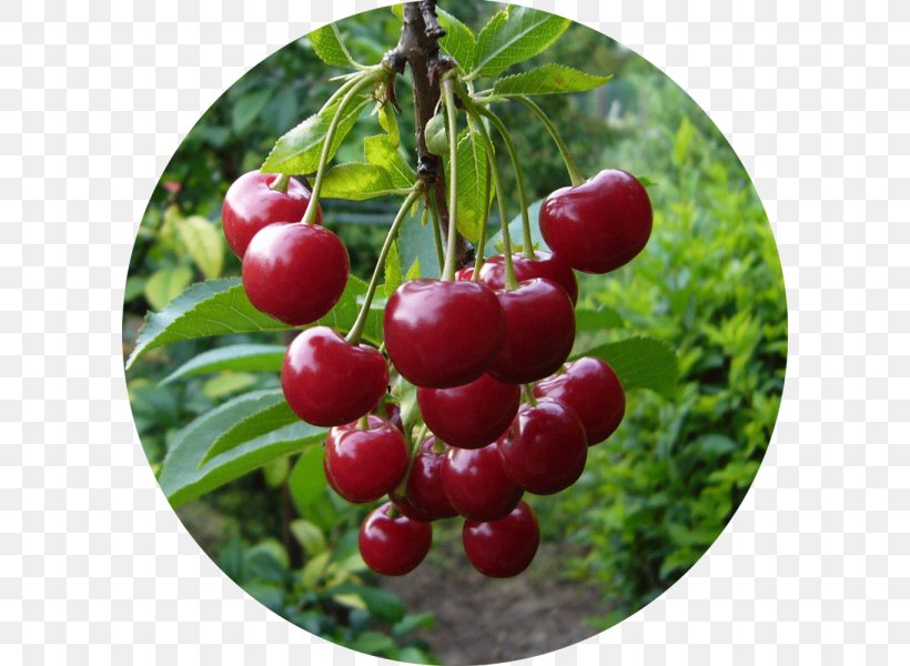 Sour Cherry Cerasus Sweet Cherry Nanking Cherry Tree, PNG, 600x600px, Sour Cherry, Acerola Family, Berry, Cerasus, Cherry Download Free