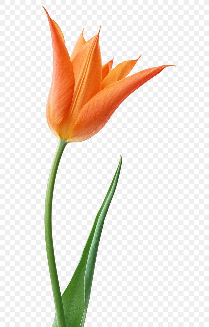 Stock Photography Tulip Desktop Wallpaper Clip Art, PNG, 648x1280px, Stock Photography, Bud, Close Up, Cut Flowers, Flower Download Free