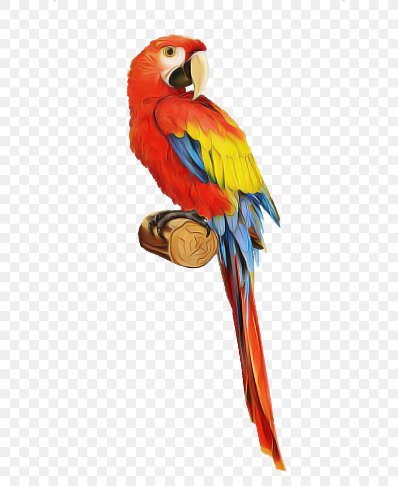 Bird Macaw Parrot Beak Budgie, PNG, 600x1000px, Bird, Beak, Budgie, Macaw, Parakeet Download Free