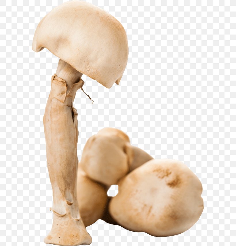 Common Mushroom Agaricus Subrufescens Dietary Supplement Glucan, PNG, 600x855px, Common Mushroom, Agaricaceae, Agaricus, Agaricus Campestris, Agaricus Subrufescens Download Free