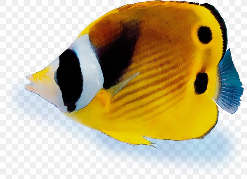 Fish Pomacentridae Pomacanthidae Holacanthus Fish, PNG, 952x691px, Watercolor, Butterflyfish, Coral Reef Fish, Fish, Holacanthus Download Free