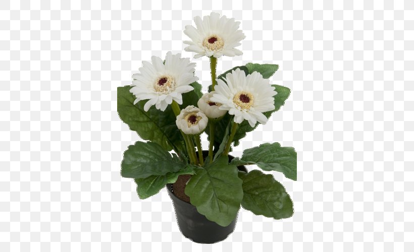 Transvaal Daisy Flowerpot Saint Petersburg Houseplant, PNG, 500x500px, Transvaal Daisy, Annual Plant, Artificial Flower, Azalea, Begonia Download Free