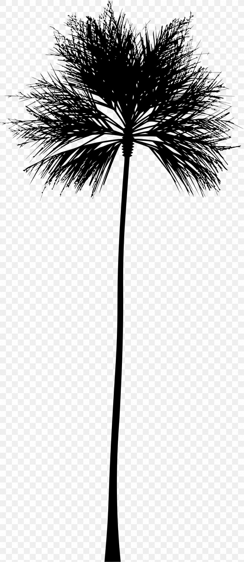 Arecaceae Silhouette Tree Clip Art, PNG, 1014x2334px, Arecaceae, Arecales, Black And White, Borassus Flabellifer, Branch Download Free
