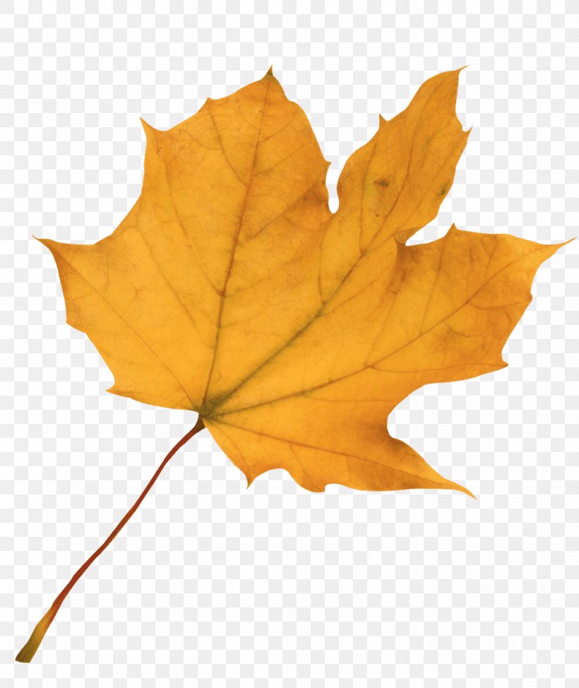 Autumn Leaf Color Red Maple Maple Leaf, PNG, 1032x1227px, Autumn Leaf Color, Autumn, Green, Image Resolution, Leaf Download Free