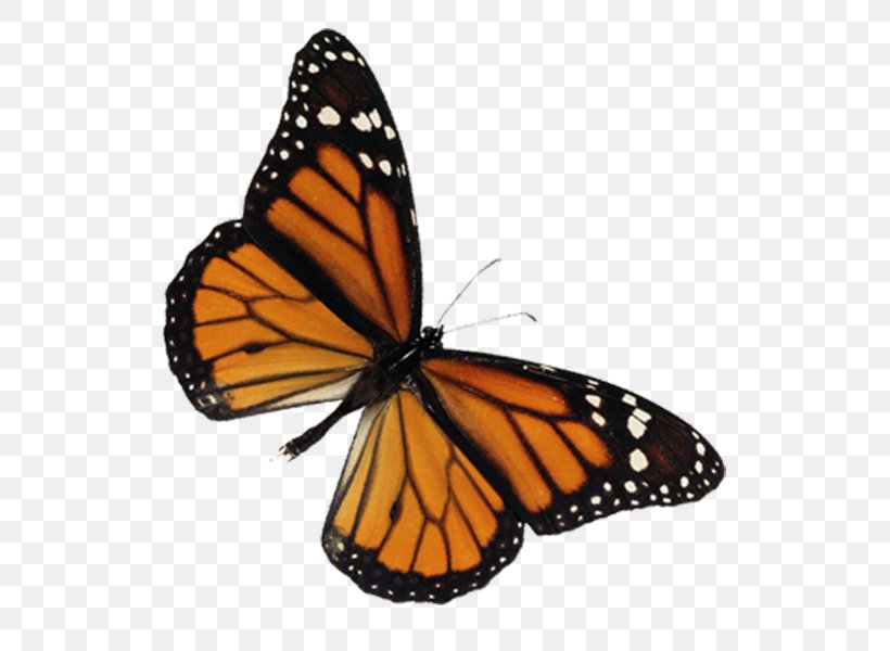 Monarch Butterfly Animation Motion, PNG, 600x600px, Monarch Butterfly, Adobe After Effects, Animation, Arthropod, Blog Download Free