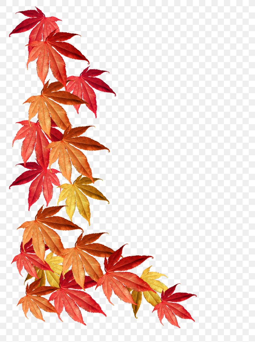 Borders And Frames Maple Leaf Autumn Leaf Color, PNG, 787x1102px ...