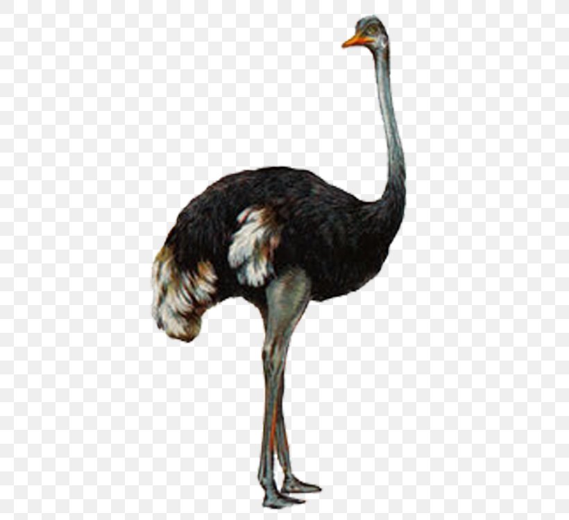 Common Ostrich Bird Animal Gray Wolf, PNG, 750x750px, Common Ostrich, Animal, Beak, Bird, Coreldraw Download Free
