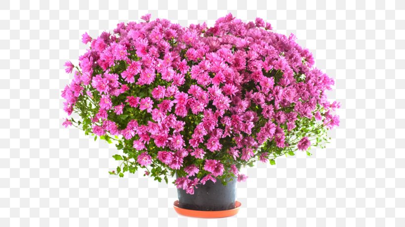Flower Desktop Wallpaper Download, PNG, 600x459px, Flower, Annual Plant, Azalea, Chrysanths, Cut Flowers Download Free