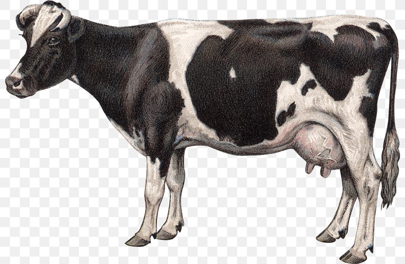 Jersey Cattle Goat Milk Dairy Cattle Clip Art, PNG, 800x535px, Jersey Cattle, Agriculture, Bull, Cattle, Cattle Like Mammal Download Free