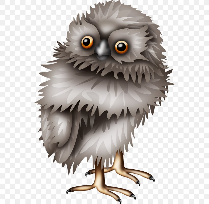 Little Owl Bird, PNG, 550x800px, Owl, Animal, Art, Beak, Bird Download Free
