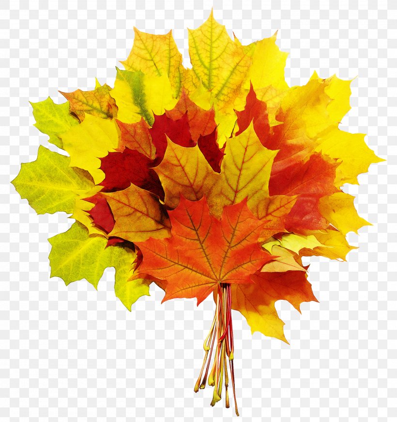 Maple Leaf, PNG, 2000x2122px, Leaf, Black Maple, Deciduous, Flowering Plant, Maple Download Free