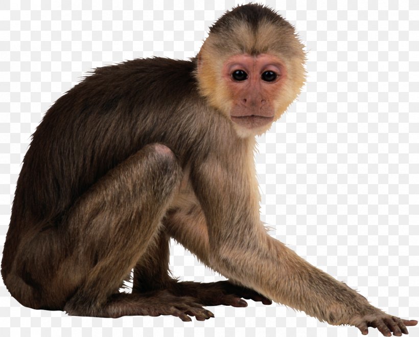 Monkey Download Clip Art, PNG, 1273x1024px, Monkey, Animal, Fauna, Fur, Image File Formats Download Free