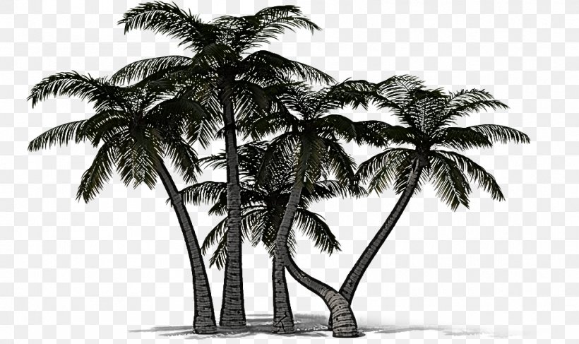 Palm Tree, PNG, 1001x595px, Tree, Arecales, Attalea Speciosa, Blackandwhite, Coconut Download Free