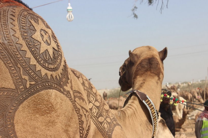 Bactrian Camel Karachi Cow Mandi Cattle, PNG, 1200x800px, Bactrian Camel, Arabian Camel, Barber, Camel, Camel Like Mammal Download Free