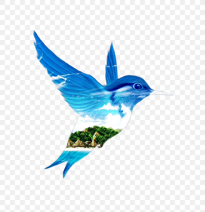 Beak Feather Hummingbird M Nature Turquoise, PNG, 600x848px, Beak, Beauty, Bird, Bluebird, Fauna Download Free