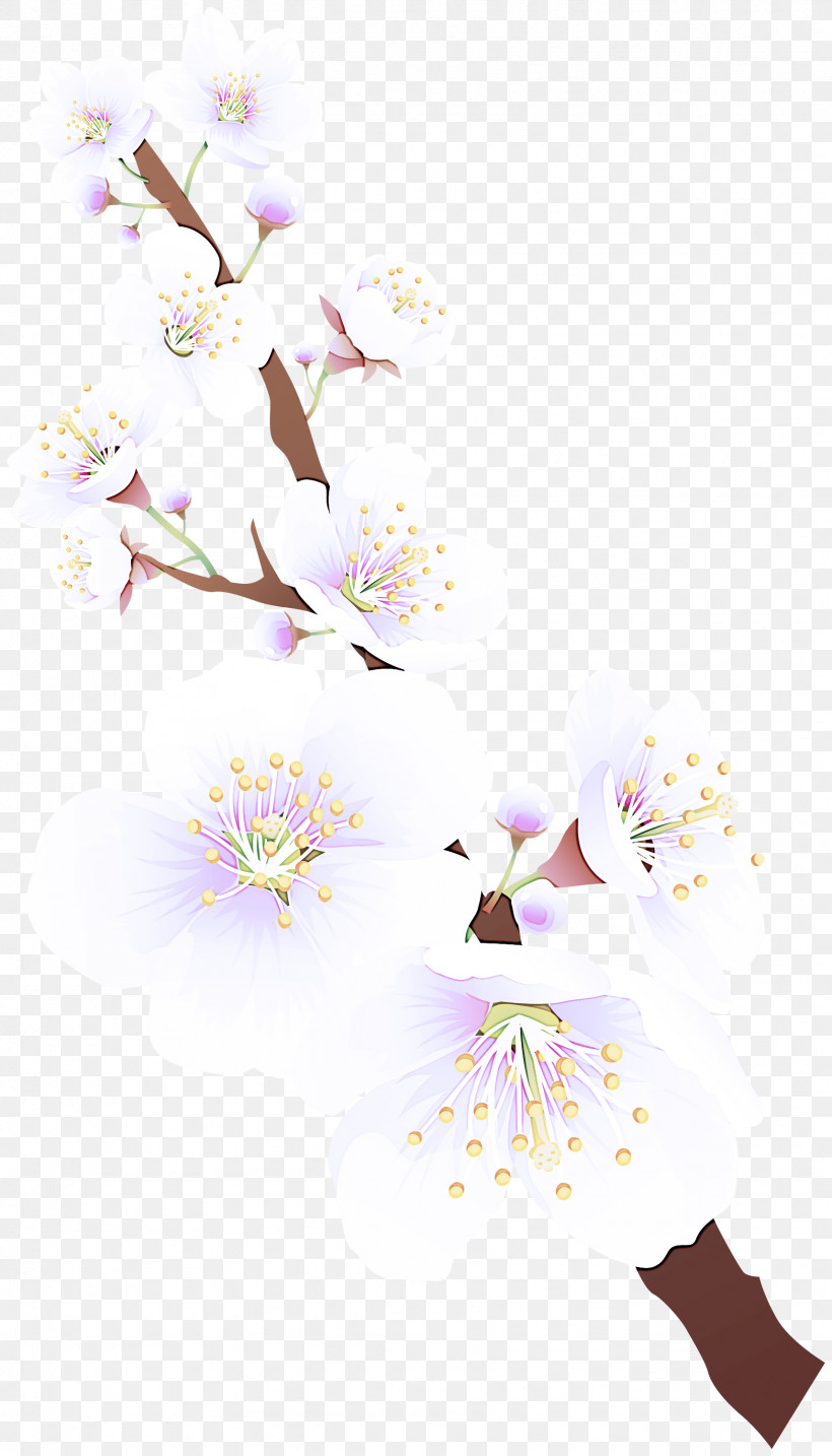 Cherry Blossom, PNG, 1715x3000px, Flower, Blossom, Branch, Cherry Blossom, Floral Design Download Free