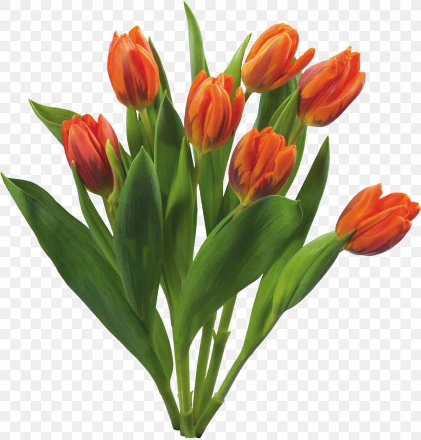 Flower Bouquet Tulip Desktop Wallpaper, PNG, 1225x1280px, Flower, Bud, Bulb, Cut Flowers, Floral Design Download Free