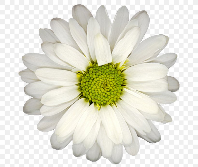 Flowers Background, PNG, 700x693px, Common Daisy, African Daisy, Aster, Asterales, Barberton Daisy Download Free
