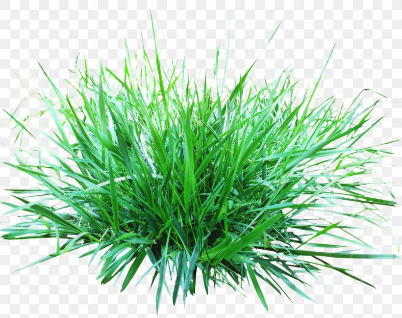 Green Grass Background, PNG, 1518x1200px, Lawn, Chives, Fountain Grass, Grass, Grass Family Download Free