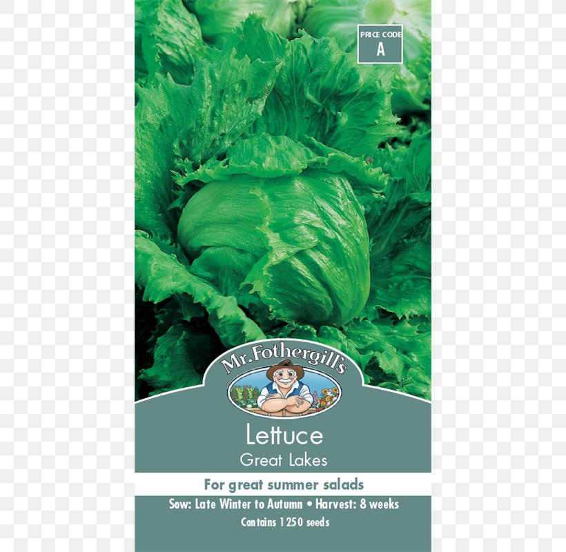 Romaine Lettuce Caesar Salad Iceberg Lettuce Caper, PNG, 800x800px, Romaine Lettuce, Caesar Salad, Caper, Chard, Chicory Download Free