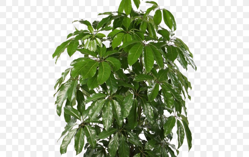 Schefflera Actinophylla Dwarf Umbrella Tree Houseplant Cyperus Alternifolius Plants, PNG, 522x520px, Schefflera Actinophylla, Araliaceae, Cyperus Alternifolius, Dwarf Umbrella Tree, Garden Download Free