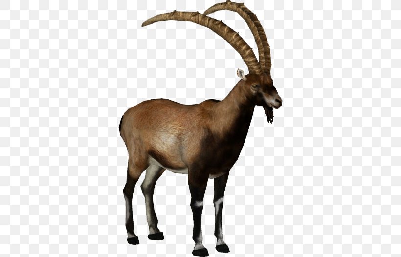 Alpine Ibex Walia Ibex Goat Bezoar Ibex, PNG, 526x526px, Alpine Ibex, Antelope, Antler, Bezoar, Bezoar Ibex Download Free