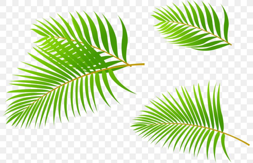 Arecaceae Leaf Coconut, PNG, 800x531px, Arecaceae, Arecales, Coconut, Leaf, Palm Tree Download Free