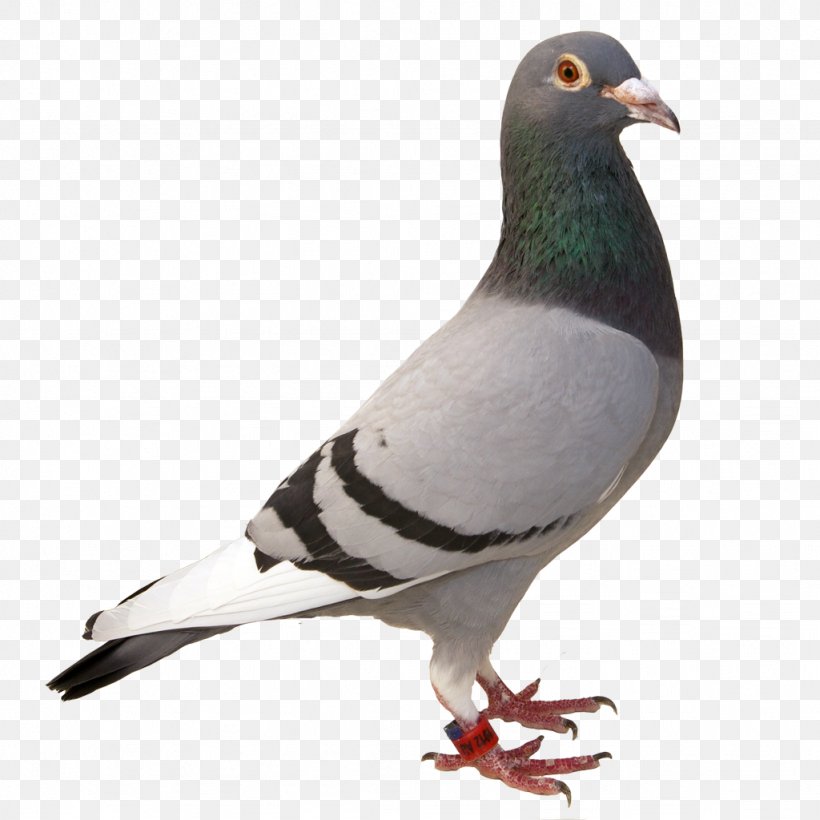 Bird Rock Dove Beak Pigeons And Doves Stock Dove, PNG, 1024x1024px, Bird, Beak, Pigeons And Doves, Rock Dove, Stock Dove Download Free