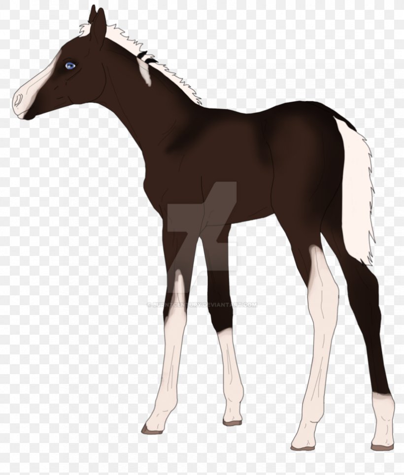 Colt Mustang Foal Stallion Mare, PNG, 824x970px, Colt, Bridle, Foal, Halter, Horse Download Free