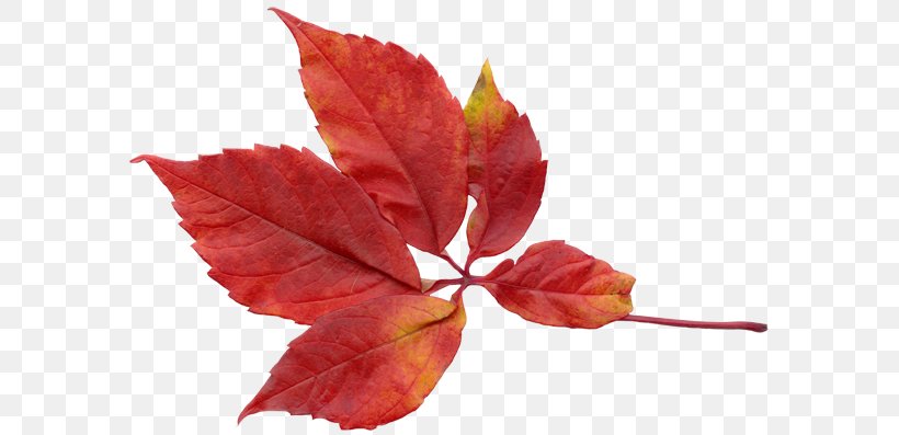 Leaf Autumn Leaves Clip Art, PNG, 600x397px, Leaf, Autumn, Autumn Leaves, Branch, Flower Download Free