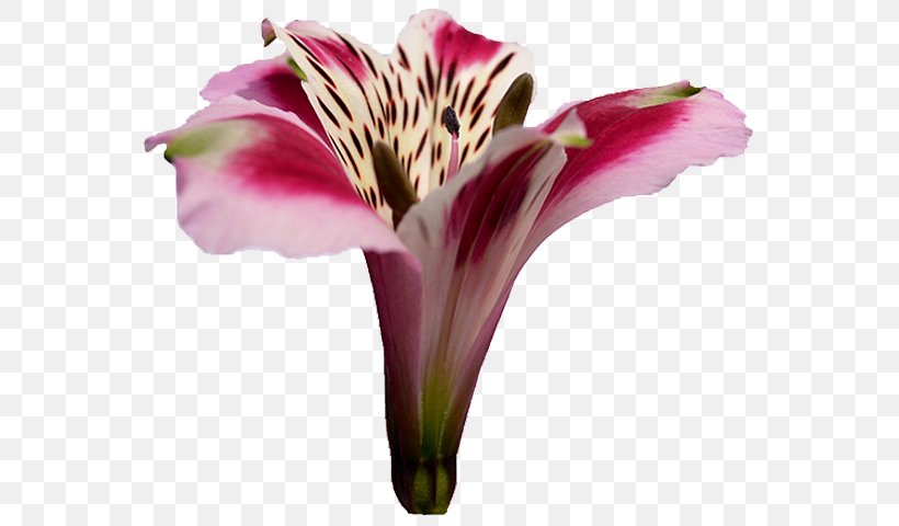 Lily Of The Incas Cut Flowers Jersey Lily Plant Stem Daylily, PNG, 640x480px, Lily Of The Incas, Alstroemeriaceae, Amaryllis, Amaryllis Belladonna, Belladonna Download Free