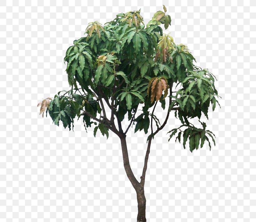 Mangifera Indica Tree Plant Mango Subtropics, PNG, 600x712px, Mangifera Indica, Anacardiaceae, Anacardioideae, Branch, Evergreen Download Free